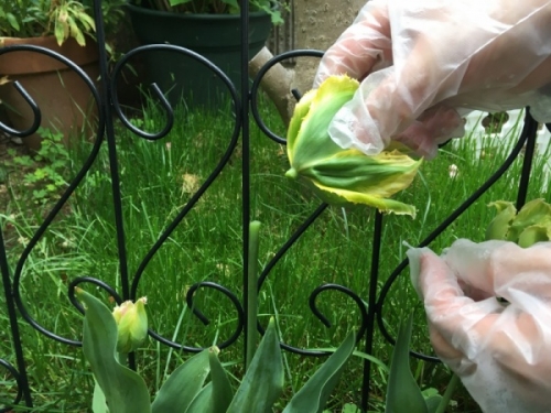 5月のチューリップの育て方と栽培のコツ 家庭菜園インフォパーク