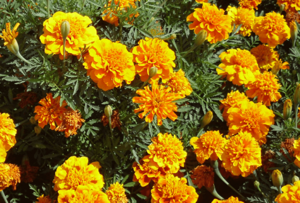 マリーゴールド 花が咲かない理由 保存版 家庭菜園インフォパーク