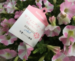 ペチュニア の記事一覧 家庭菜園インフォパーク