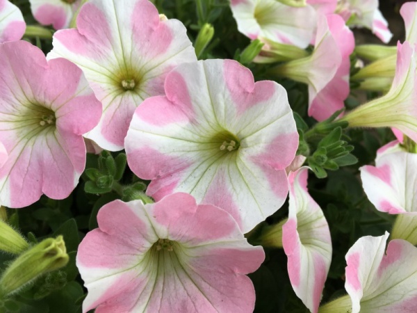 ペチュニアの花が咲かない原因と対策 家庭菜園インフォパーク