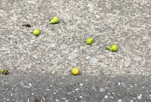 ミカンの実が落ちる 6月黄色くなる原因 ジューンドロップ 家庭菜園インフォパーク