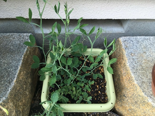 スイートピーの育て方 種から初心者がプランター栽培する方法 家庭菜園インフォパーク