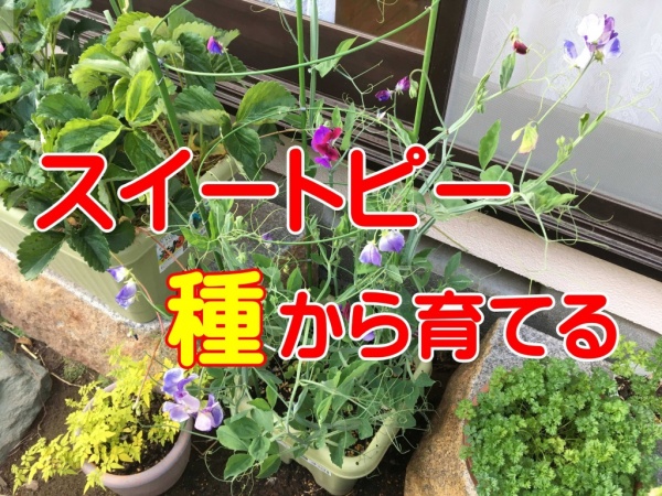 スイートピーの育て方 種から初心者がプランター栽培する方法 家庭菜園インフォパーク