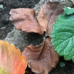 イチゴ苗｜葉が茶色く枯れる５つの原因と対処法