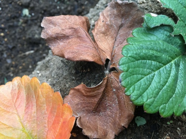 イチゴ苗 葉が茶色く枯れる５つの原因と対処法 家庭菜園インフォパーク