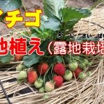 イチゴの育て方｜地植え「露地栽培」で初心者が簡単に収穫する方法