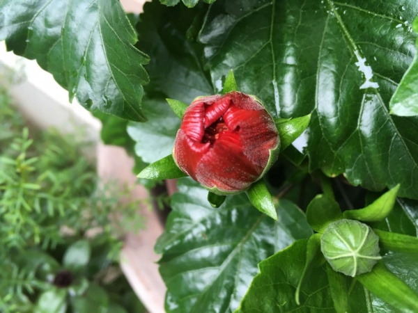 ハイビスカスの蕾が落ちる理由 花を咲かせる方法を徹底解説 家庭菜園インフォパーク