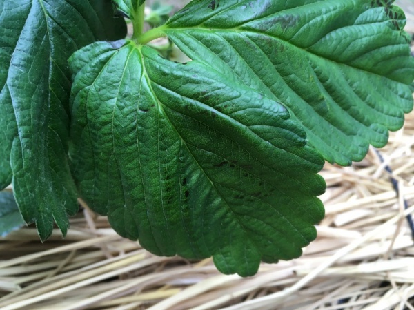 イチゴの葉が黒くなる 斑点ができる病気 炭疽病 原因と対策 家庭菜園インフォパーク