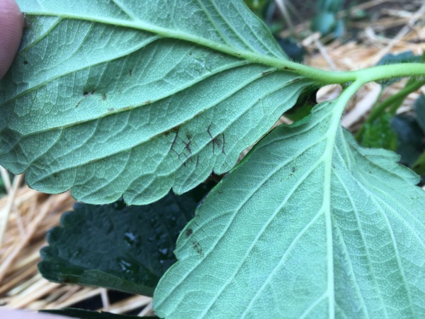 イチゴの葉が黒くなる 斑点ができる病気 炭疽病 原因と対策 家庭菜園インフォパーク