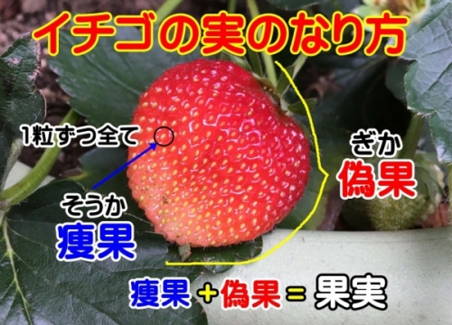 イチゴの実のなり方 実が成るまでの流れと果実部分を画像解説 家庭菜園インフォパーク