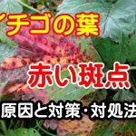 イチゴの葉に赤い斑点ができる病気【蛇の目病】の原因と対処方法