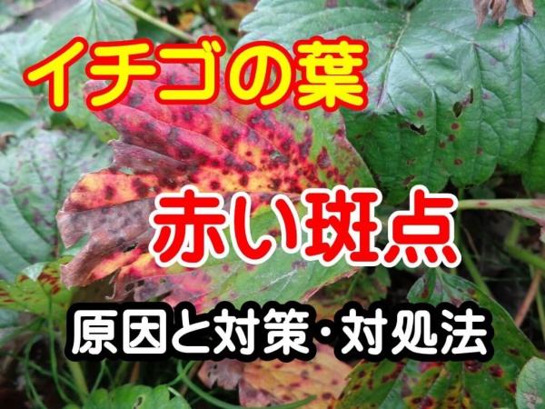 イチゴの葉に赤い斑点ができる病気 蛇の目病 の原因と対処方法 家庭菜園インフォパーク