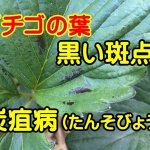 イチゴの葉が黒くなる！斑点ができる病気【炭疽病】原因と対策