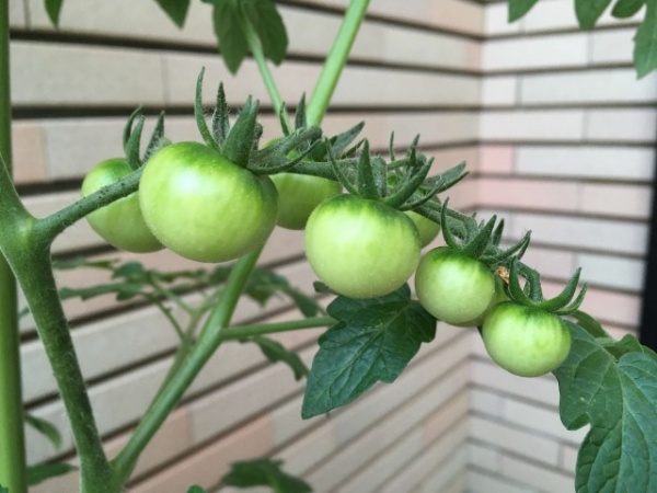 一人暮らしのミニトマト栽培 ベランダ収穫最強マニュアル 家庭菜園インフォパーク