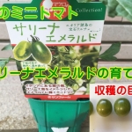 【サリーナエメラルド】緑のミニトマトの育て方！収穫の目安を解説