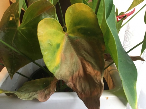 アンスリウムの葉が黄色くなる理由と対策 対処方法 家庭菜園インフォパーク