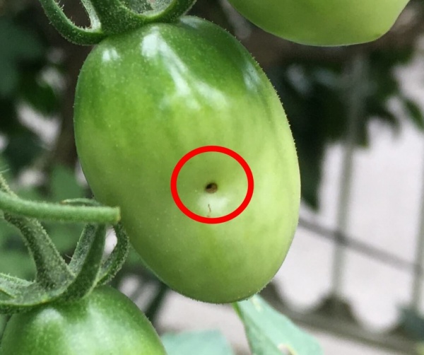 ミニトマトに小さな穴があく原因と対策 家庭菜園インフォパーク