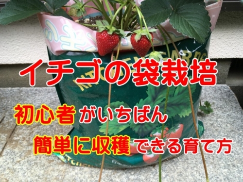 イチゴの袋栽培 初心者がいちばん簡単に収穫できる育て方 家庭菜園インフォパーク