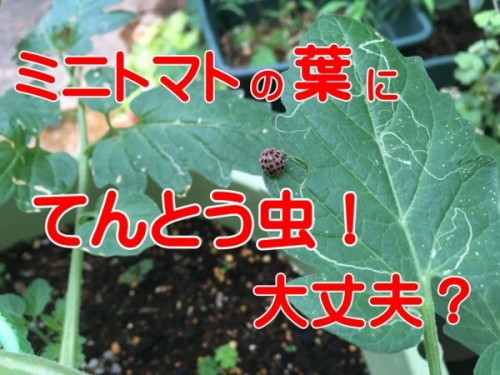 ミニトマトの葉にテントウムシ 害虫被害は大丈夫 家庭菜園インフォパーク