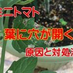 ミニトマトの葉に穴があく！ボロボロに網目状に透ける原因と対処法