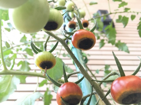 ミニトマトの実の先端が黒くなって腐る原因と対処法 尻腐れ症 家庭菜園インフォパーク