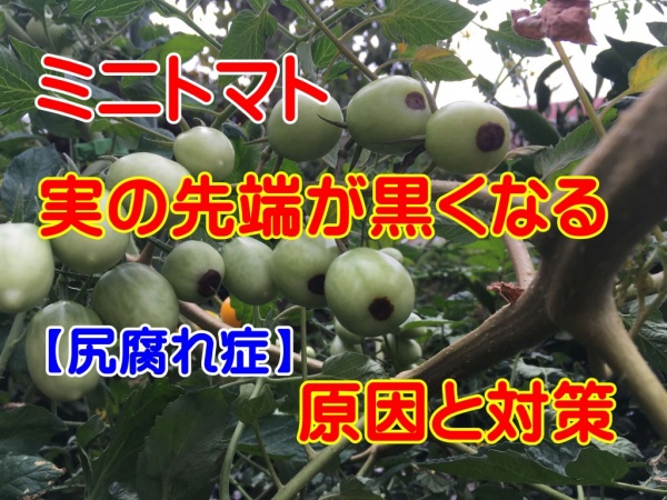 ミニトマトの実の先端が黒くなって腐る原因と対処法 尻腐れ症 家庭菜園インフォパーク