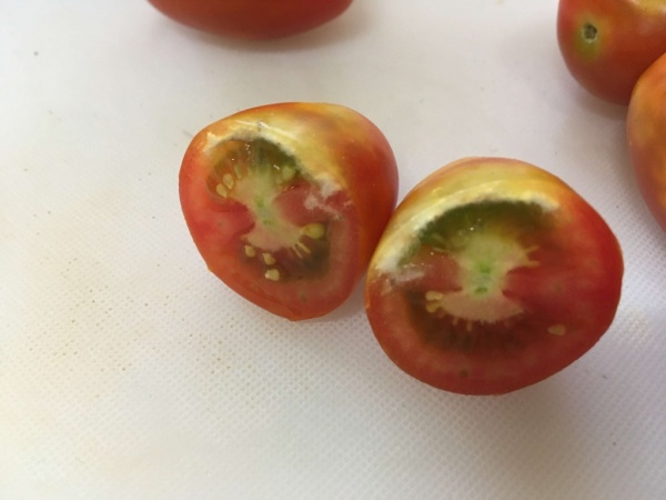 ミニトマトがカメムシ被害にあったときの駆除方法 家庭菜園インフォパーク