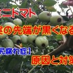 ミニトマトの実の先端が黒くなって腐る原因と対処法【尻腐れ症】