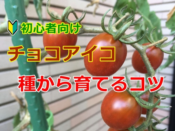 チョコアイコ 種からの育て方 初心者のミニトマト栽培 家庭菜園インフォパーク