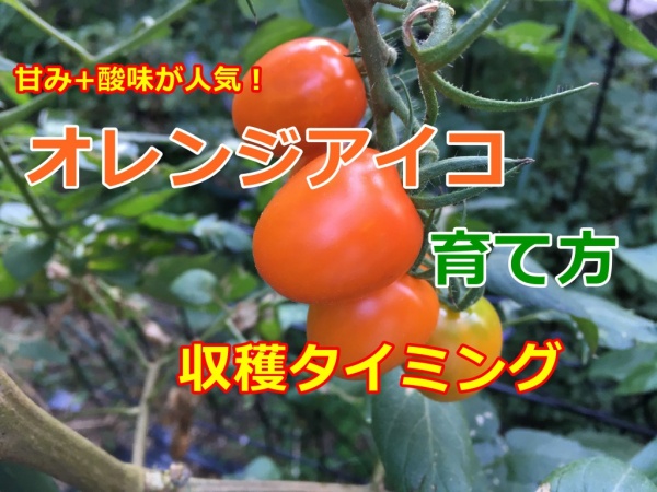 オレンジアイコの育て方 収穫時期のタイミングを画像で解説 家庭菜園インフォパーク