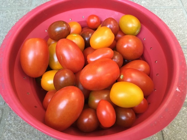 ミニトマト アイコ の育て方 品種特性と上手に収穫するコツ 家庭菜園インフォパーク