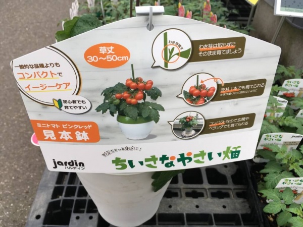 コンパクトで背の低いミニトマト品種を初心者がベランダ栽培する方法 家庭菜園インフォパーク