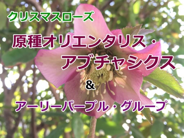 ☆原種クリスマスローズH.orientalis abchasicusA73