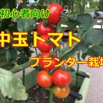 中玉トマトの育て方！プランター栽培できる方法