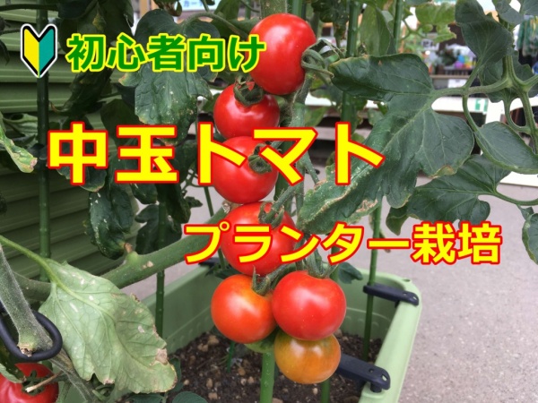 中玉トマトの育て方 プランター栽培できる方法 家庭菜園インフォパーク