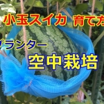 小玉スイカの育て方｜初心者がプランターで作れる空中栽培方法