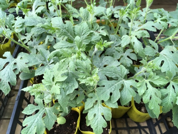 小玉スイカの育て方 プランターで作る空中栽培方法 家庭菜園インフォパーク