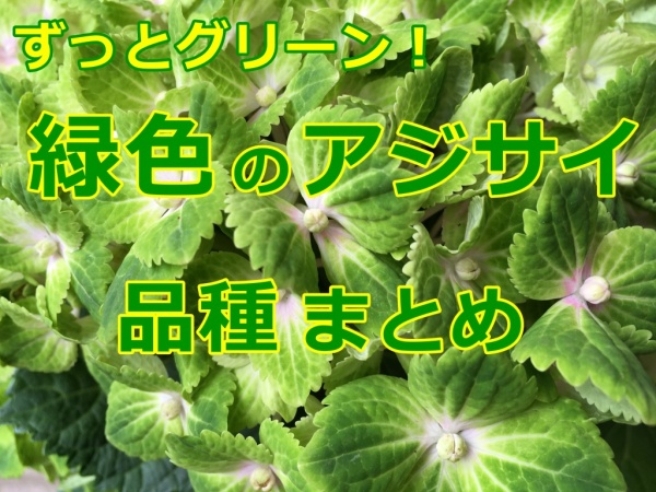アジサイ 緑の品種一覧 最初からずっとグリーン系 家庭菜園インフォパーク