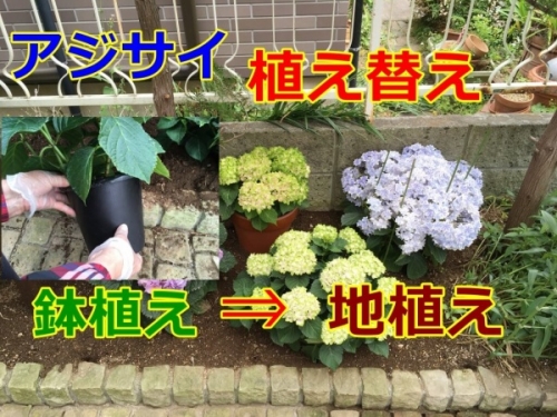 アジサイ 植え替え 鉢から地植えにする手順を写真解説 家庭菜園インフォパーク